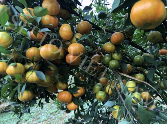 Tại sao áp dụng phương pháp bón phân qua lá