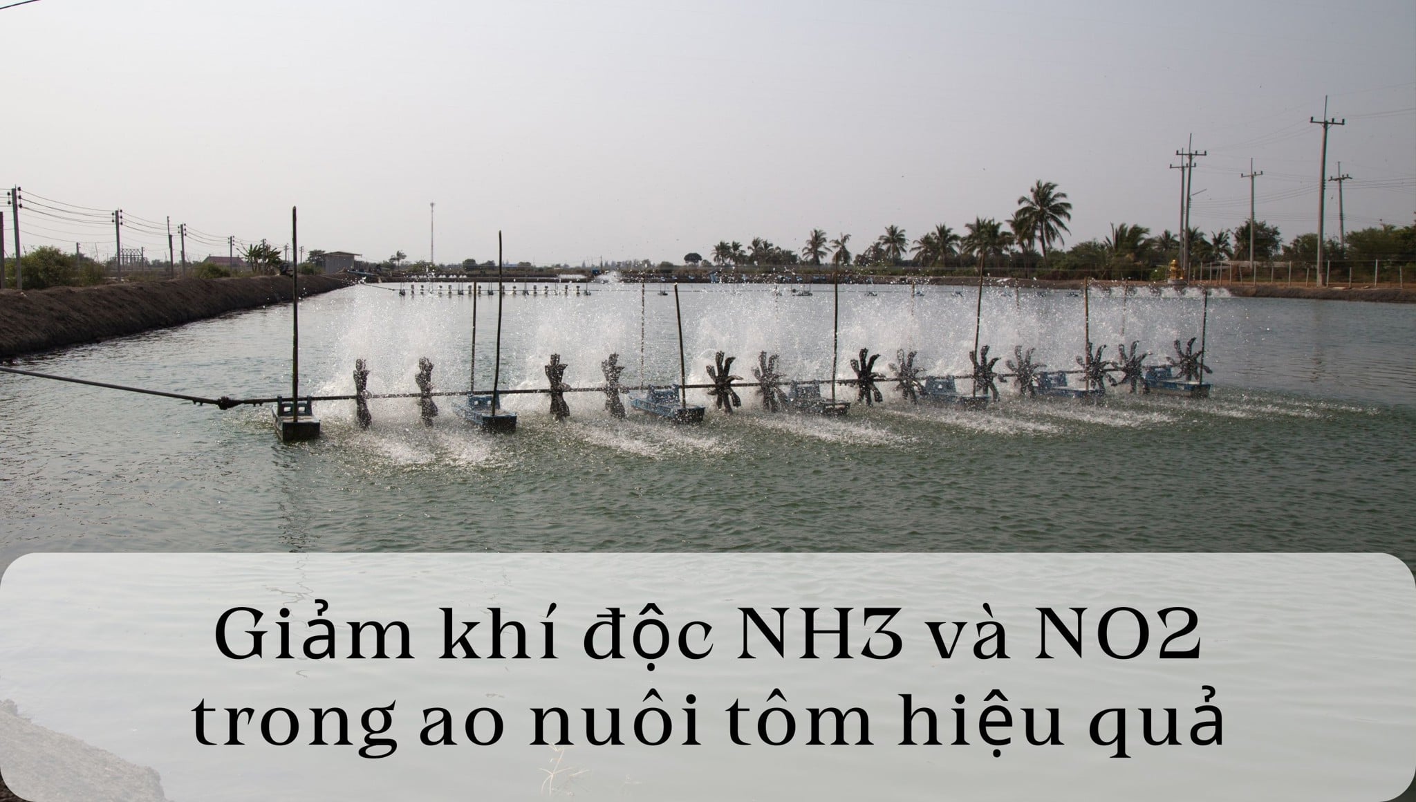 Giảm khí độc NH3 và NO2 trong ao nuôi tôm hiệu quả