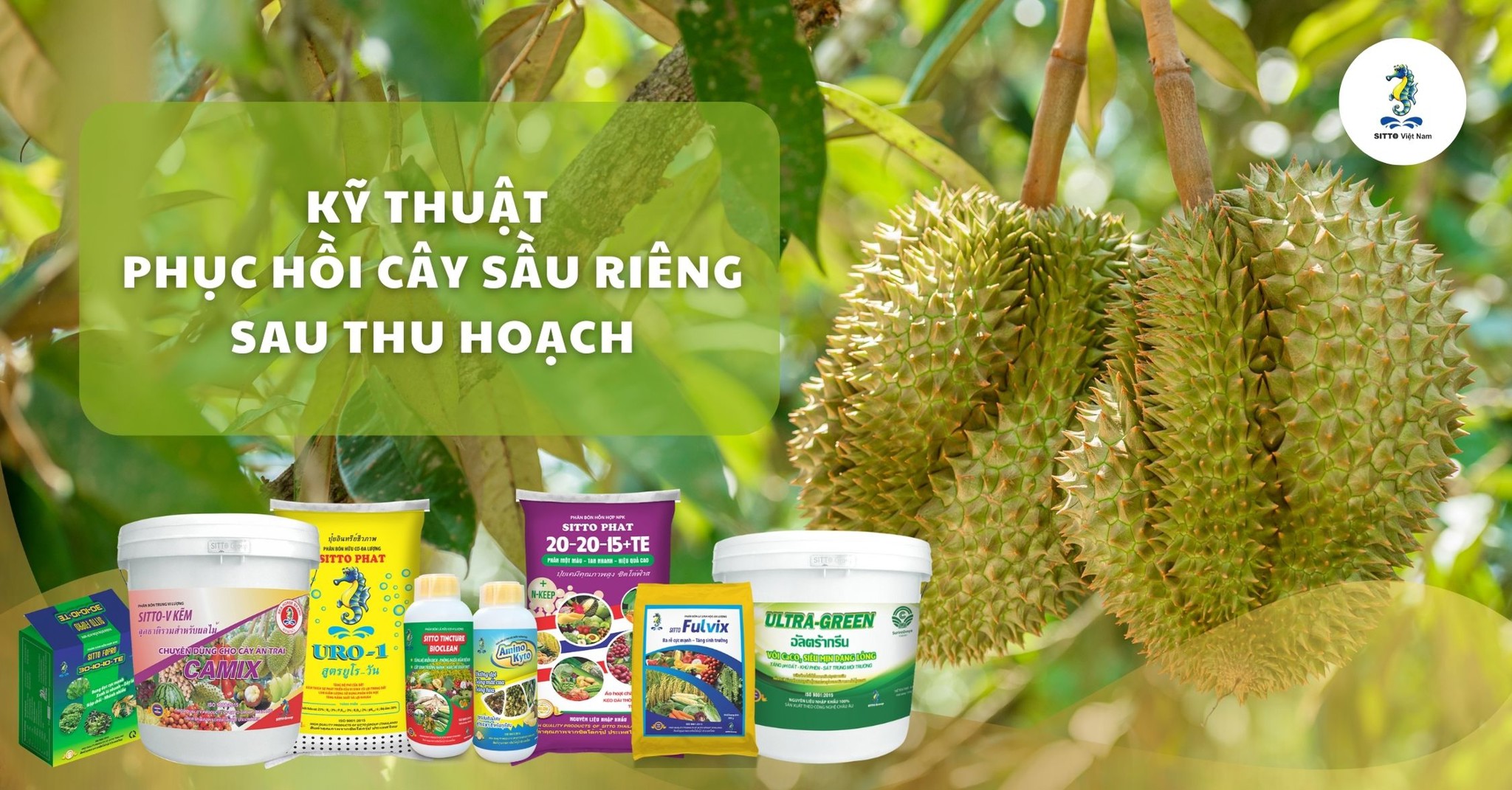 Kỹ Thuật Phục Hồi Cây Sầu Riêng Sau Thu Hoạch | SITTO eShop