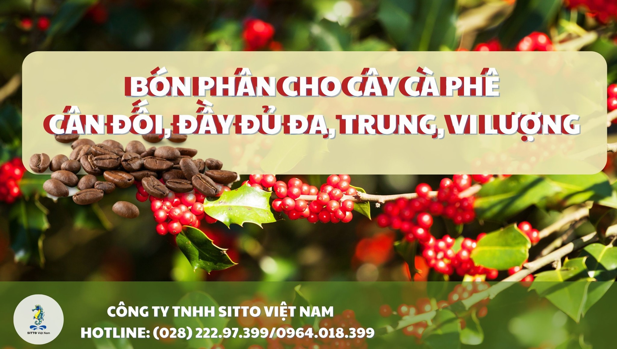 Bón phân cho cây cà phê cân đối đầy đủ đa, trung, vi lượng