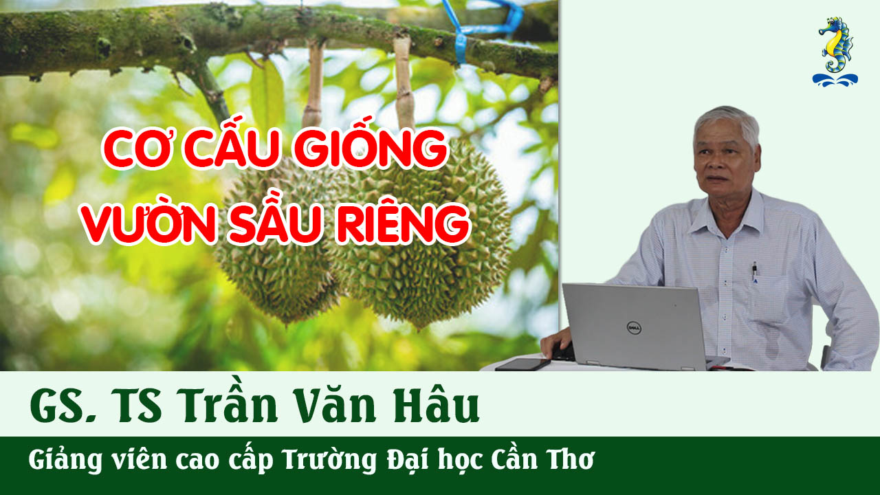 Kỹ Thuật Canh Tác Cây Sầu Riêng - Cơ Cấu Giống Vườn Sầu Riêng | SITTO eShop