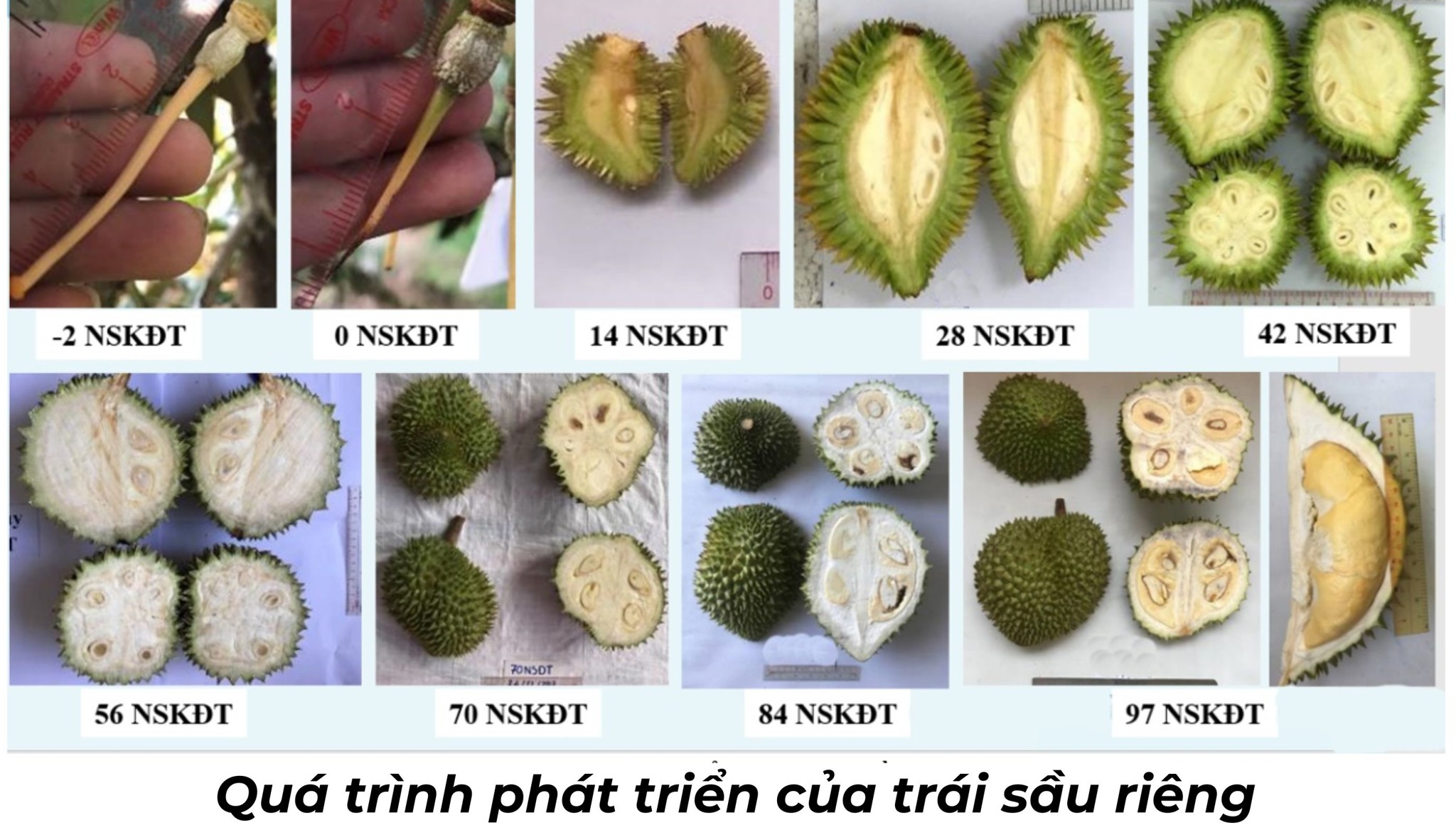 Những lưu ý trong thời gian chăm sóc giai đoạn sầu riêng ra hoa - đậu trái