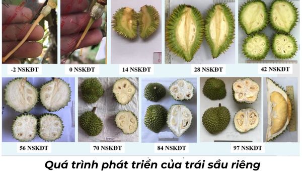 Những lưu ý trong thời gian chăm sóc giai đoạn sầu riêng ra hoa - đậu trái