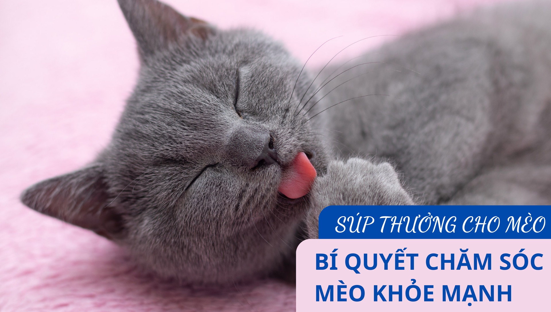 SÚP THƯỞNG CHO MÈO - BÍ QUYẾT CHĂM SÓC MÈO CƯNG KHỎE MẠNH VÀ HẠNH PHÚC