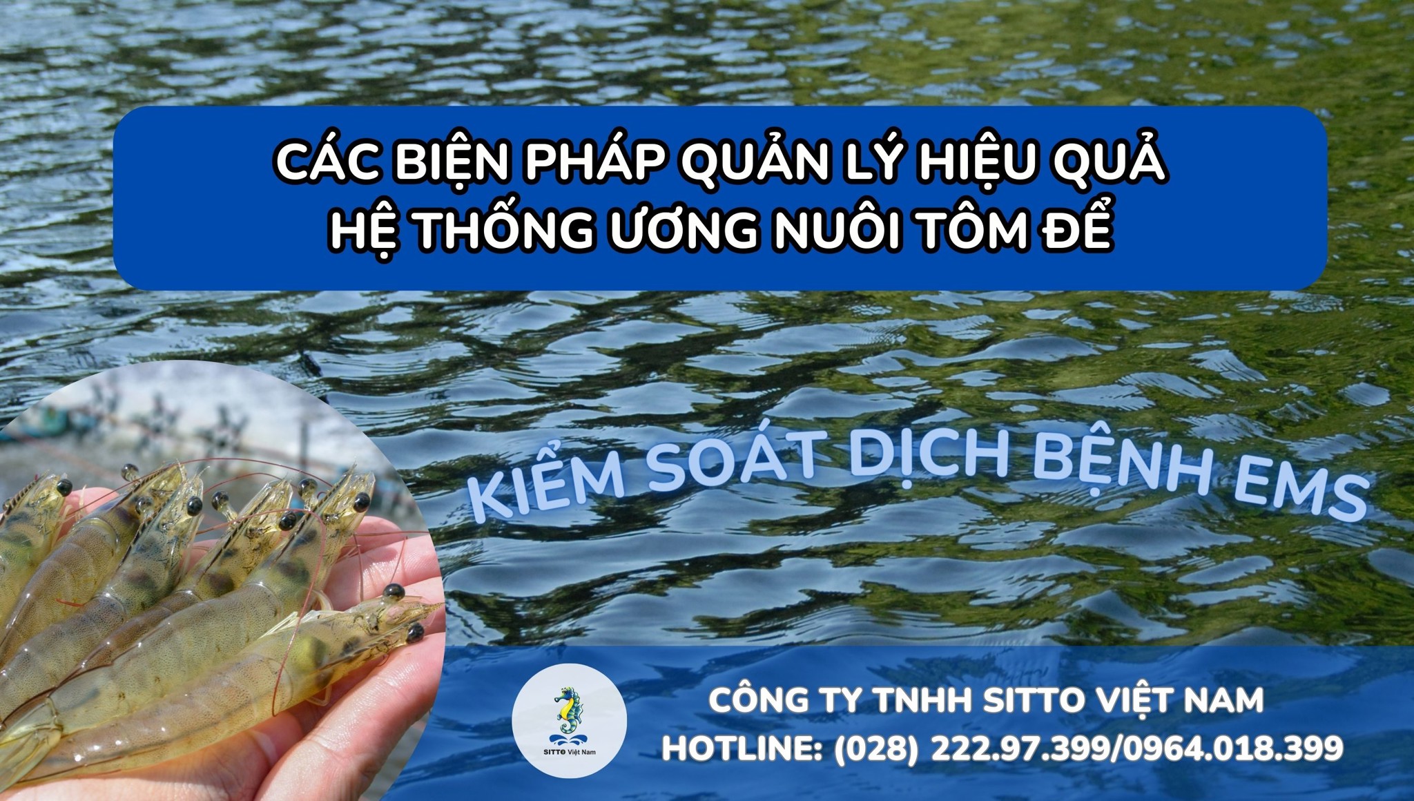 Các biện pháp quản lý hiệu quả hệ thống ương nuôi tôm để kiểm soát dịch bệnh EMS