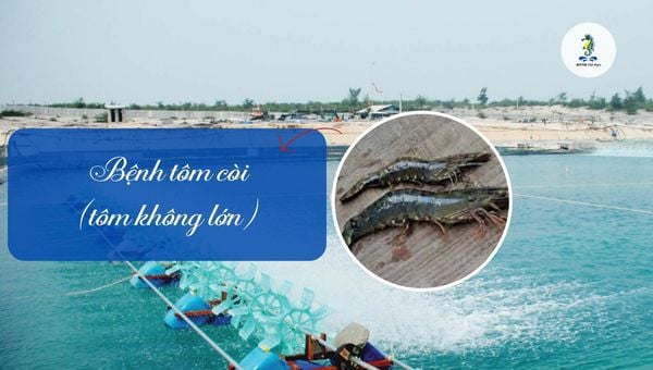 Bệnh tôm còi, tôm không lớn: Nguyên nhân, cách phòng trị