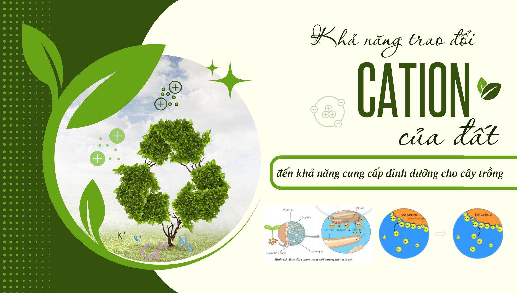 Khả năng trao đổi cation của đất đến khả năng cung cấp dinh dưỡng cho cây trồng