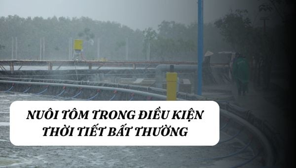 NUÔI TÔM TRONG ĐIỀU KIỆN THỜI TIẾT BẤT THƯỜNG