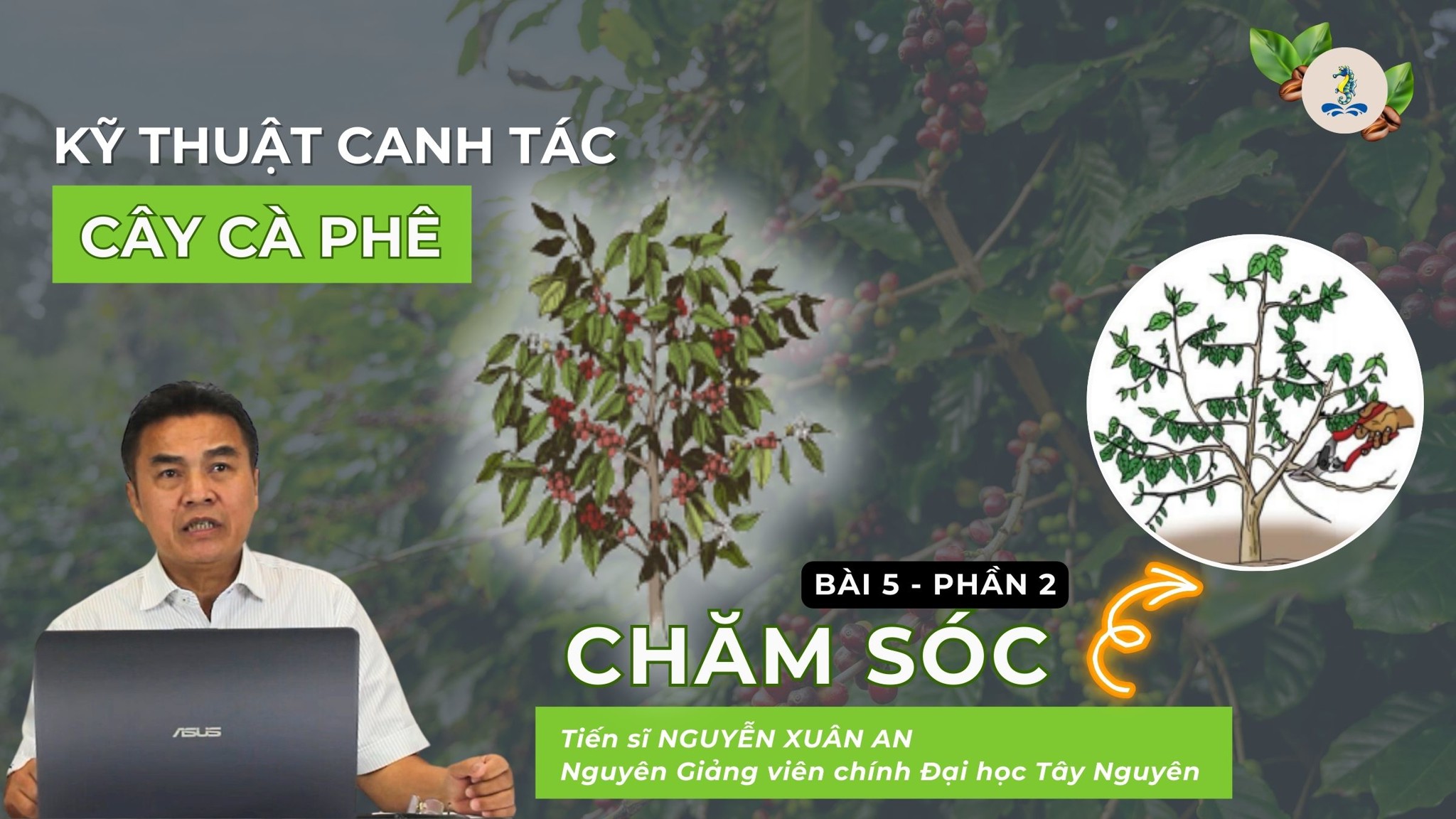 Chăm sóc cây cà phê - Kỹ thuật canh tác cây cà phê