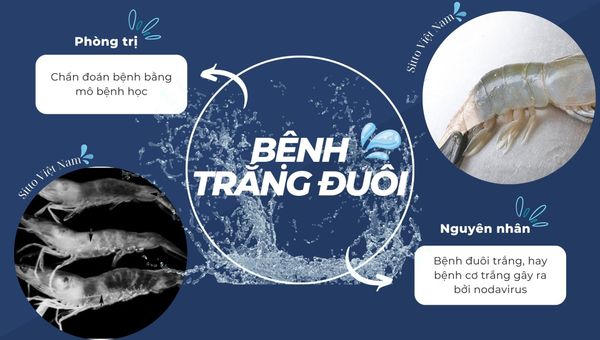Bệnh trắng đuôi, cơ trắng trên tôm thẻ chân trắng (Nodavirus - PVNV)
