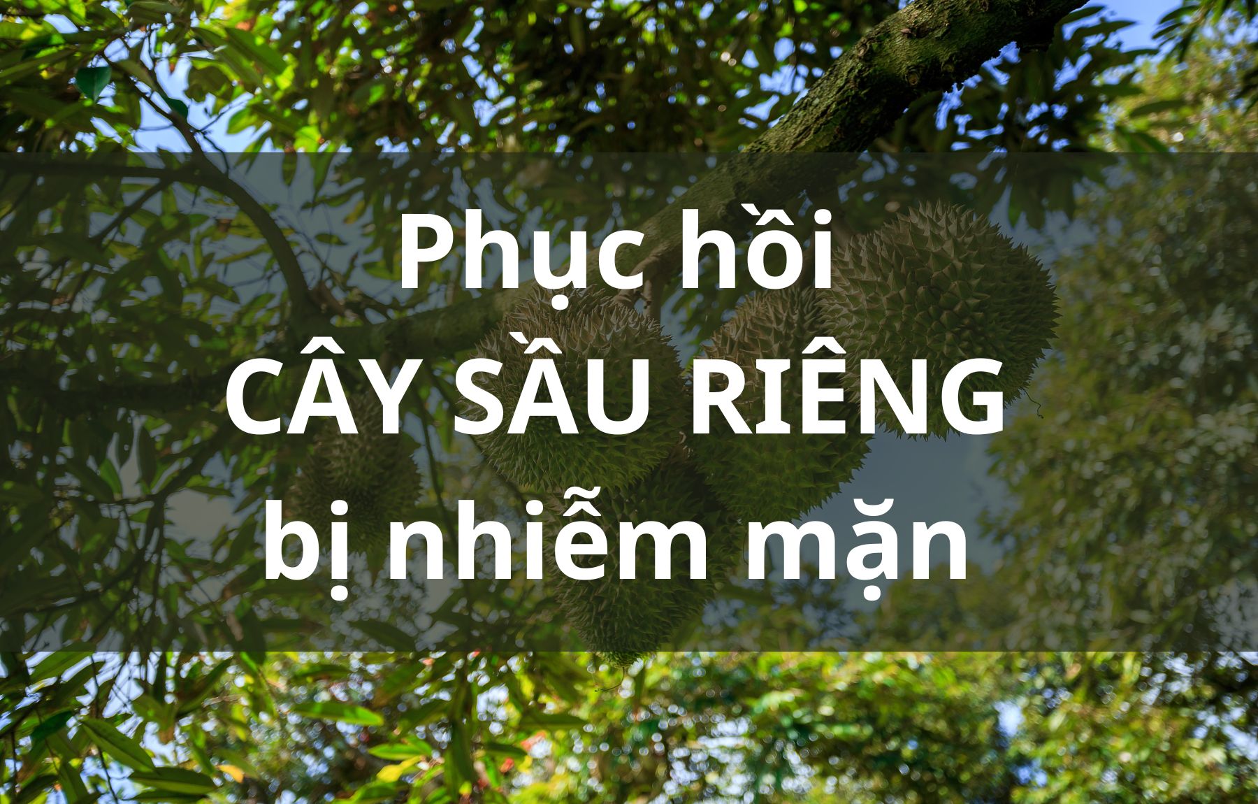 Giải pháp phục hồi cây sầu riêng trên vùng đất bị nhiễm mặn tại Chợ Lách – Bến Tre