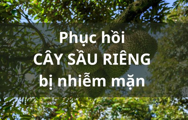 Giải pháp phục hồi cây sầu riêng trên vùng đất bị nhiễm mặn tại Chợ Lách – Bến Tre