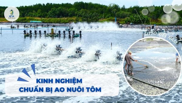 Kinh nghiệm chuẩn bị ao nuôi tôm chuẩn, năng suất cao