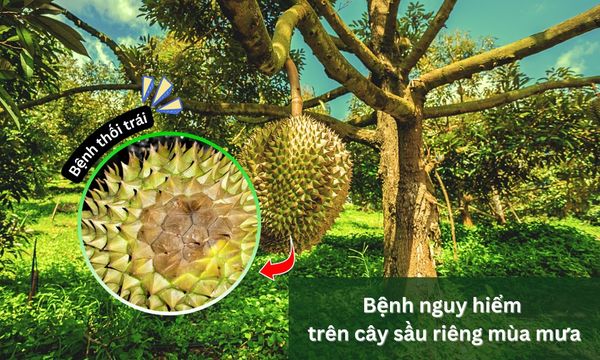 Bệnh thối trái sầu riêng mùa mưa: Nguyên nhân, dấu hiệu, cách phòng và kỹ thuật xử lý