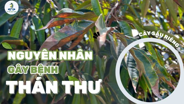 Bệnh thán thư trên cây sầu riêng mùa mưa: Nguyên nhân và cách xử lý