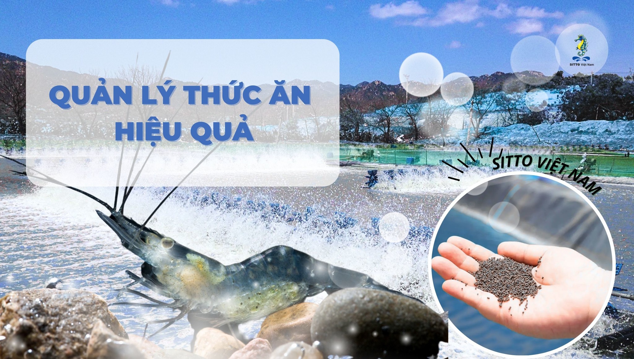 Phương pháp nâng cao tối ưu hóa hiệu quả sử dụng thức ăn cho tôm