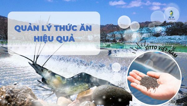 Phương pháp nâng cao tối ưu hóa hiệu quả sử dụng thức ăn cho tôm