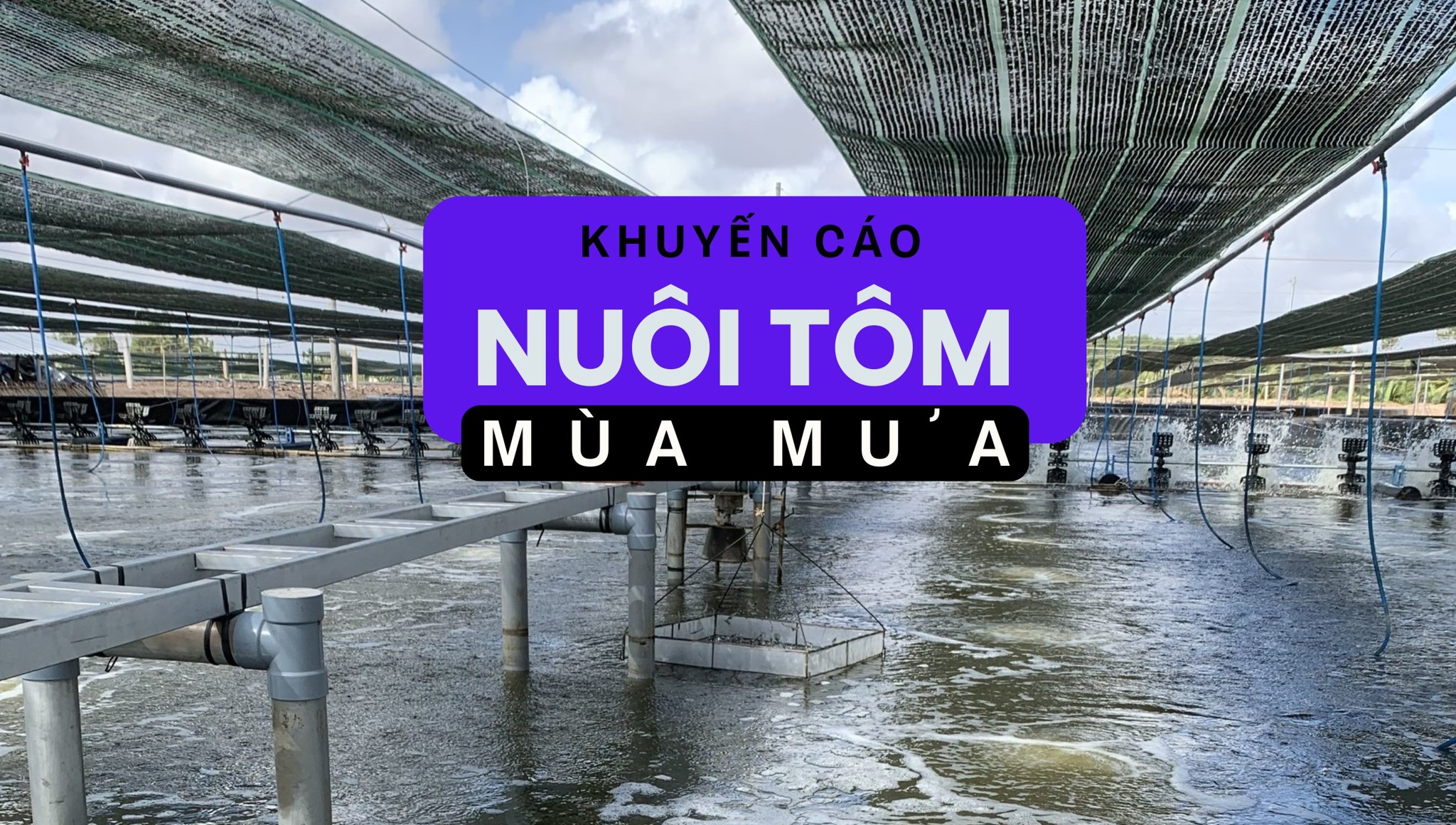 Khuyến cao nuôi tôm mùa mưa và các biện pháp xử lý ao tôm giảm thiệt hại