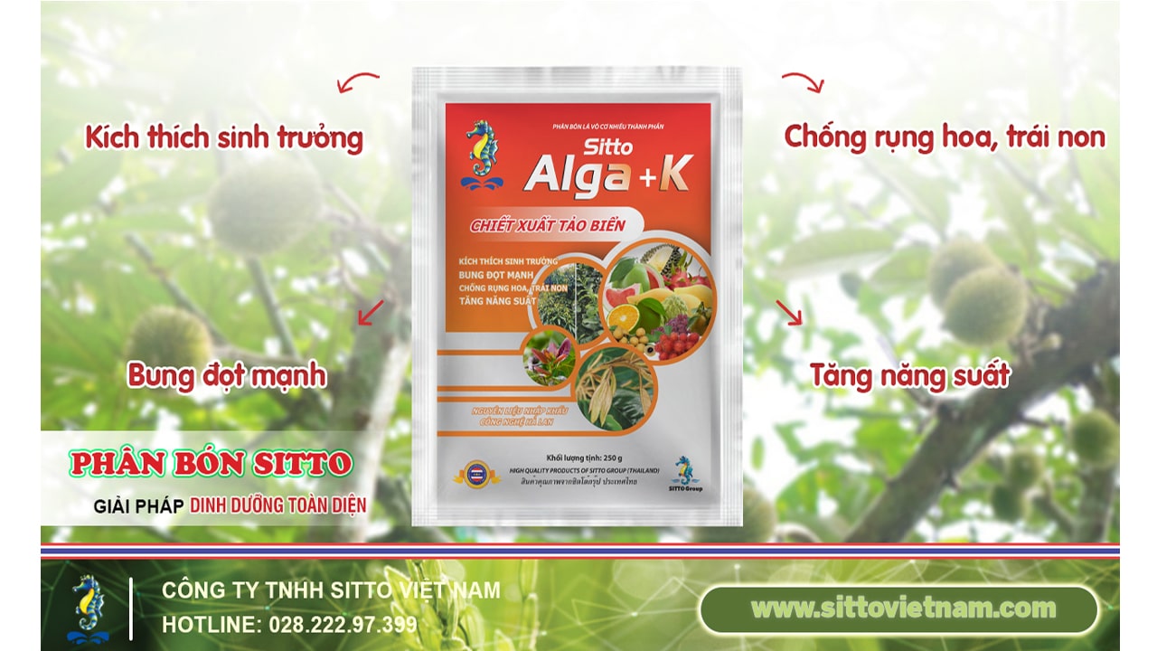 SITTO ALGA+K - KÍCH THÍCH SINH TRƯỞNG, BUNG ĐỌT MẠNH