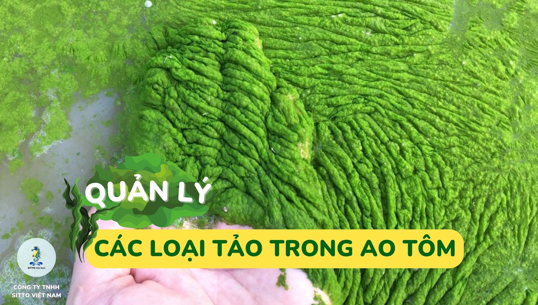 Quản lý các loại tảo trong ao nuôi tôm và cách khắc phục hiệu quả