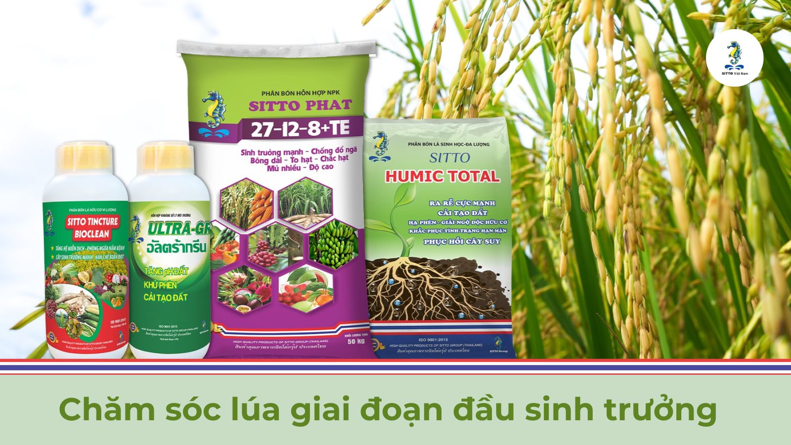 Kỹ thuật chăm sóc lúa giai đoạn đầu sinh trưởng