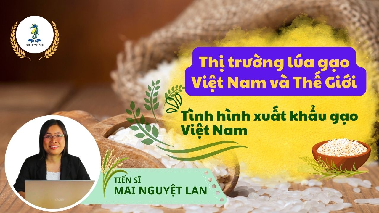 Kỹ Thuật Canh Tác Lúa - Thị Trường Lúa Gạo Việt Nam Và Thế Giới - Tình Hình Xuất Khẩu Gạo Việt Nam (Bài 8) | SITTO eShop