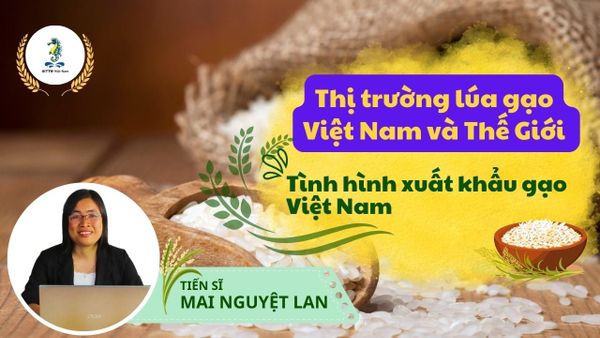 Kỹ Thuật Canh Tác Lúa - Thị Trường Lúa Gạo Việt Nam Và Thế Giới - Tình Hình Xuất Khẩu Gạo Việt Nam (Bài 8)
