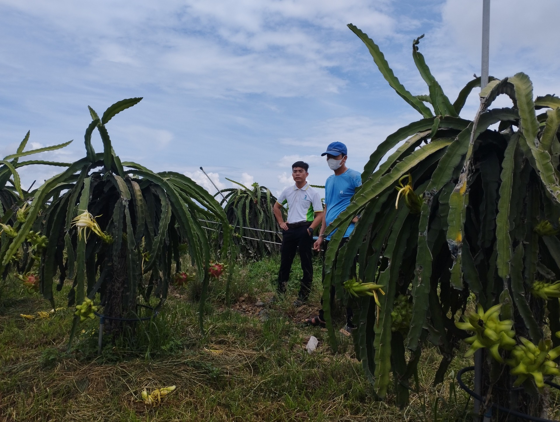 Phân Bón NPK Hòa Tan Sitto Fopro - Giải Pháp Chăm Sóc Thanh Long Tiết Kiệm Hiệu Quả Cao | SITTO eShop