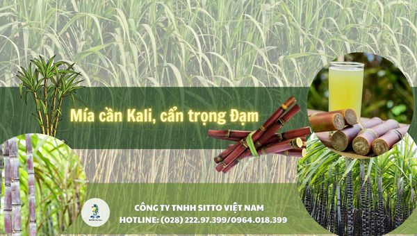Mía cần Kali, cẩn trọng Đạm: Lưu ý khi bón phân Đạm, Kali cho Mía