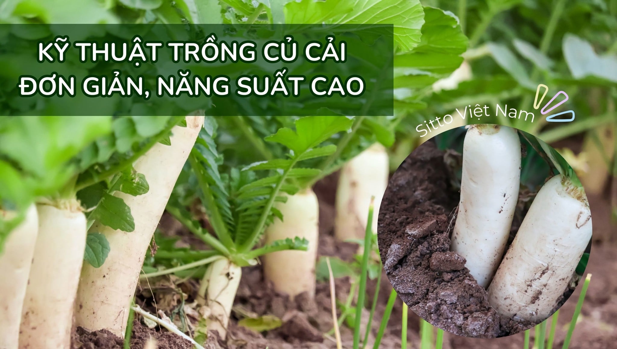 Kỹ thuật trồng củ cải đơn giản, năng suất cao, củ to, mập
