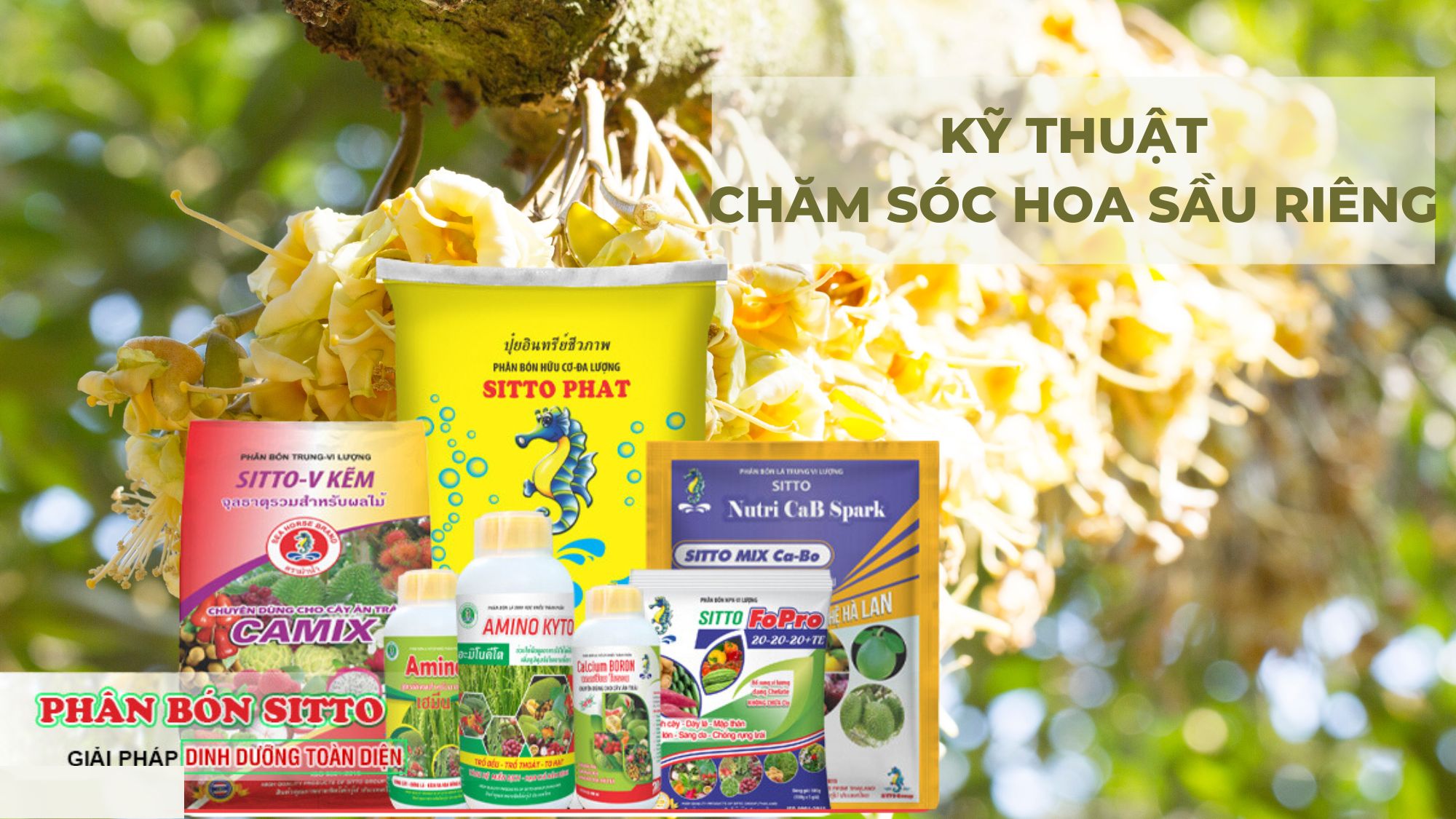 Phương pháp chăm sóc hoa sầu riêng