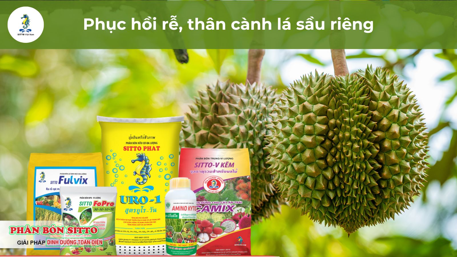 Biện pháp phục hồi rễ, thân cành lá sầu riêng