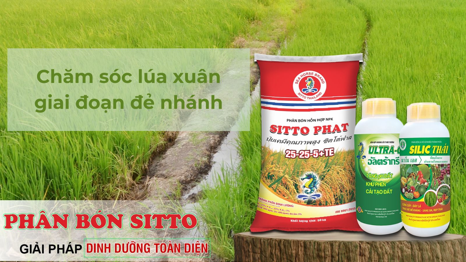 Chăm sóc lúa xuân giai đoạn đẻ nhánh