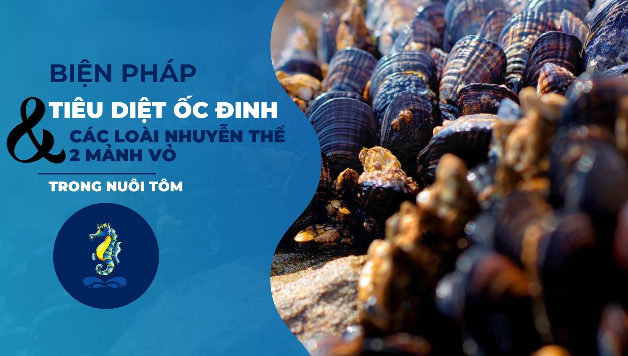 Biện pháp tiêu diệt ốc đinh và các loài nhuyễn thể 2 mảnh vỏ trong nuôi tôm: Chiến lược nuôi tôm hiệu quả