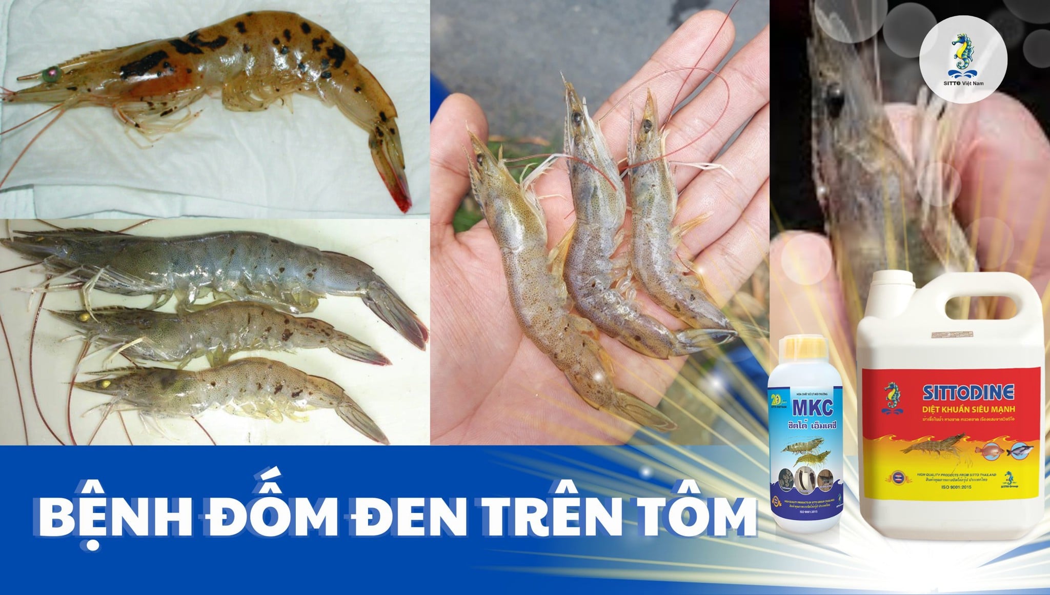 Bệnh đốm đen trên tôm: Dấu hiệu, nguyên nhân, cách điều trị