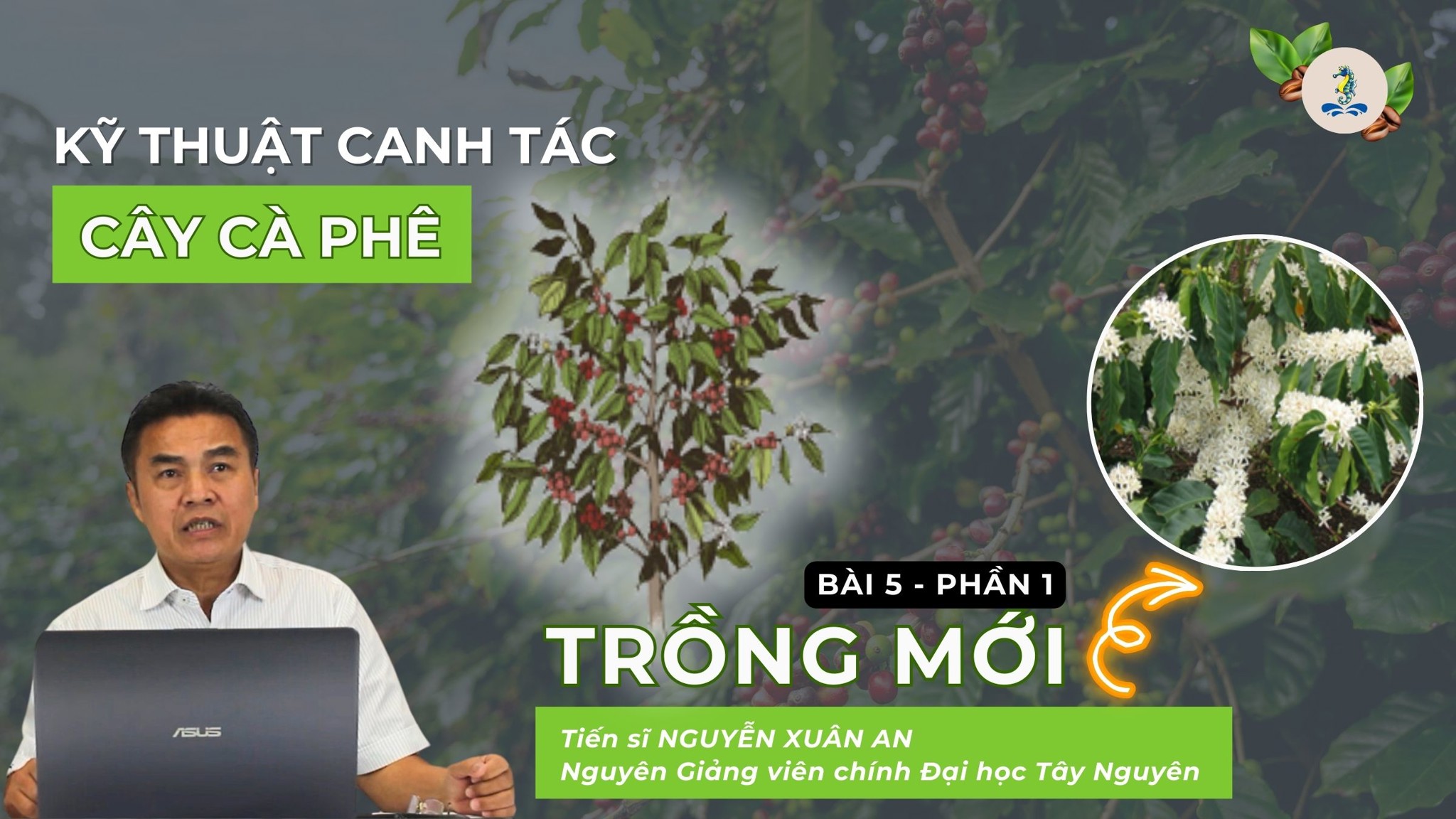 Trồng mới cây cà phê | Kỹ thuật canh tác cây cà phê