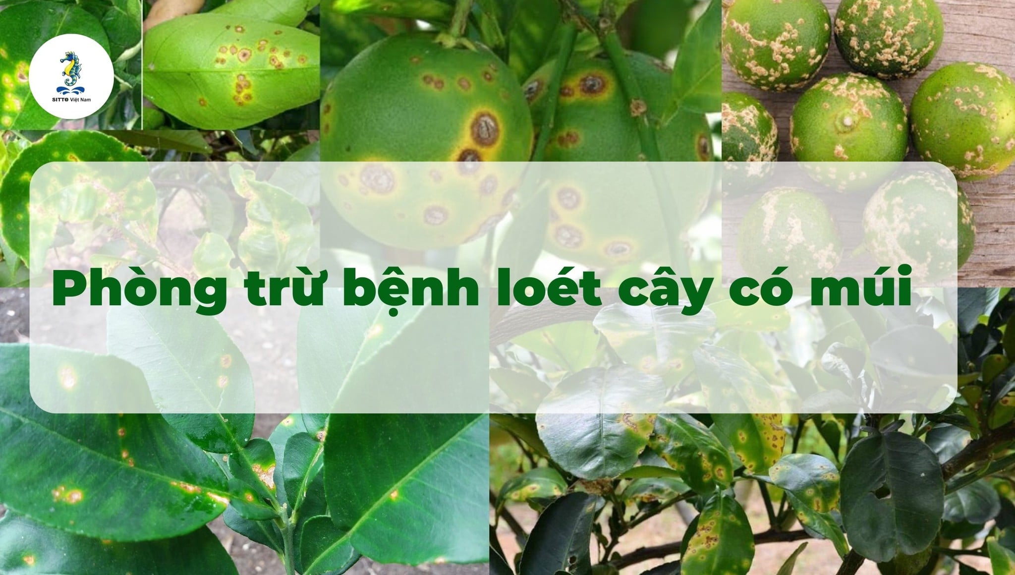 Bệnh loét cây có múi: Nguyên nhân, triệu chứng và biện pháp phòng trừ