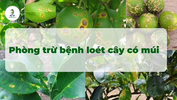 Bệnh loét cây có múi: Nguyên nhân, triệu chứng và biện pháp phòng trừ