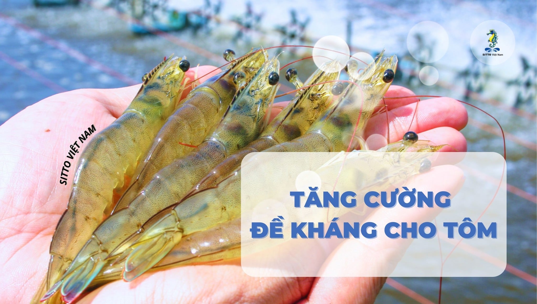 Giải pháp tăng cường đề kháng cho tôm khỏe mạnh, năng suất cao