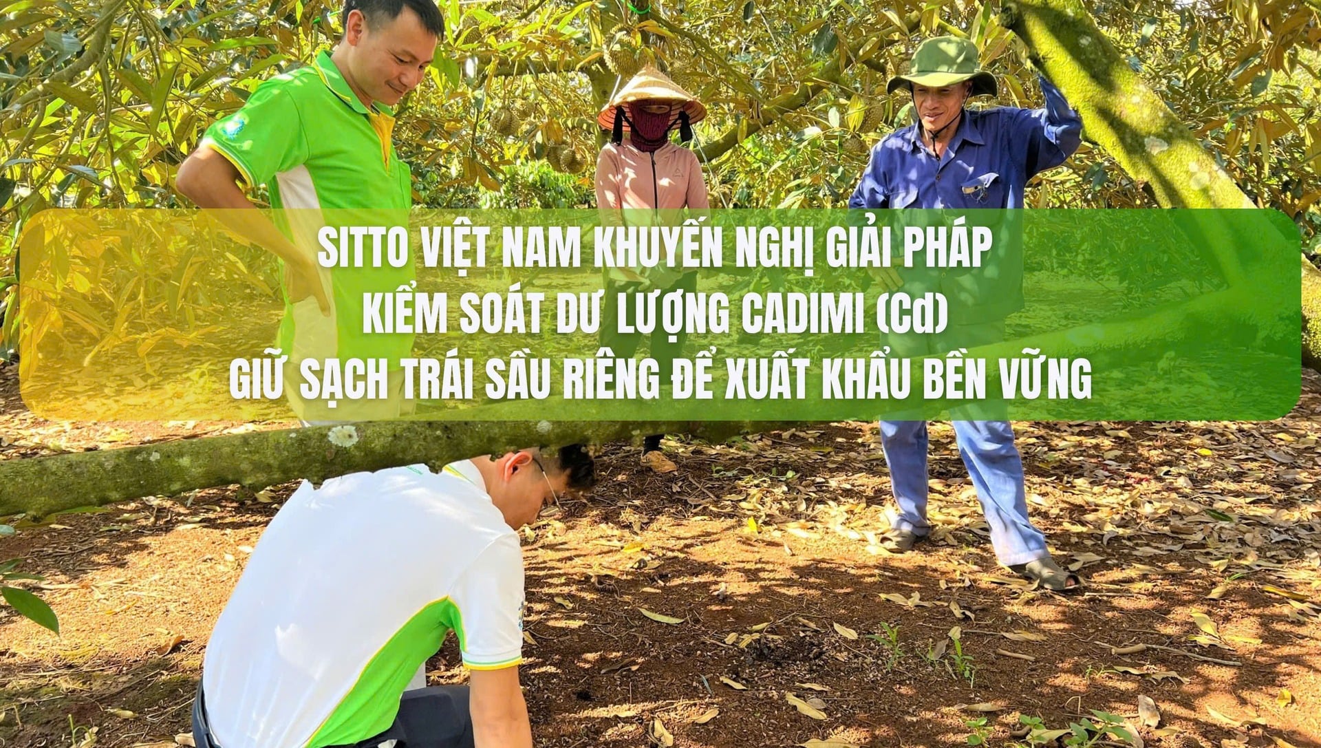 SITTO VIỆT NAM KHUYẾN NGHỊ GIẢI PHÁP KIỂM SOÁT DƯ LƯỢNG CADIMI (Cd) - GIỮ SẠCH TRÁI SẦU RIÊNG ĐỂ XUẤT KHẨU BỀN VỮNG