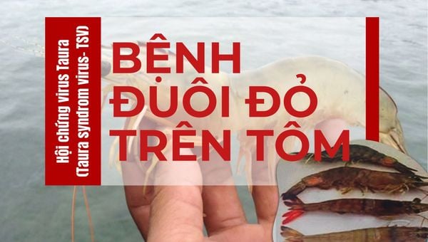 Bệnh đuôi đỏ trên tôm - Hội chứng virus Taura syndrom virus- TSV): Triệu chứng và cách phòng trị