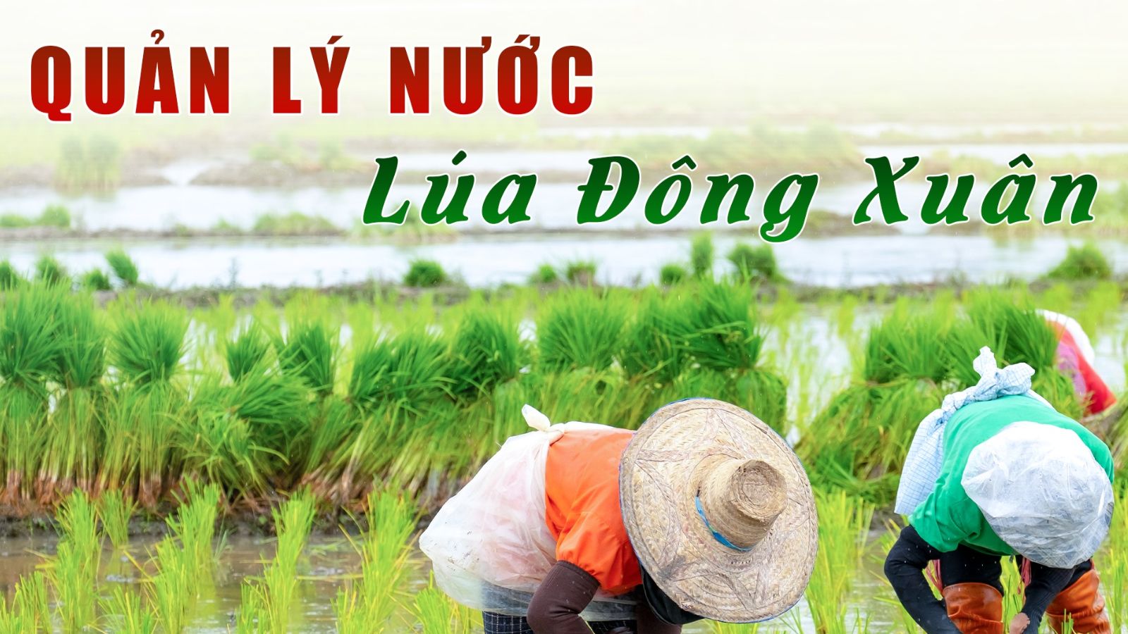 Quản lý nước cho lúa hiệu quả