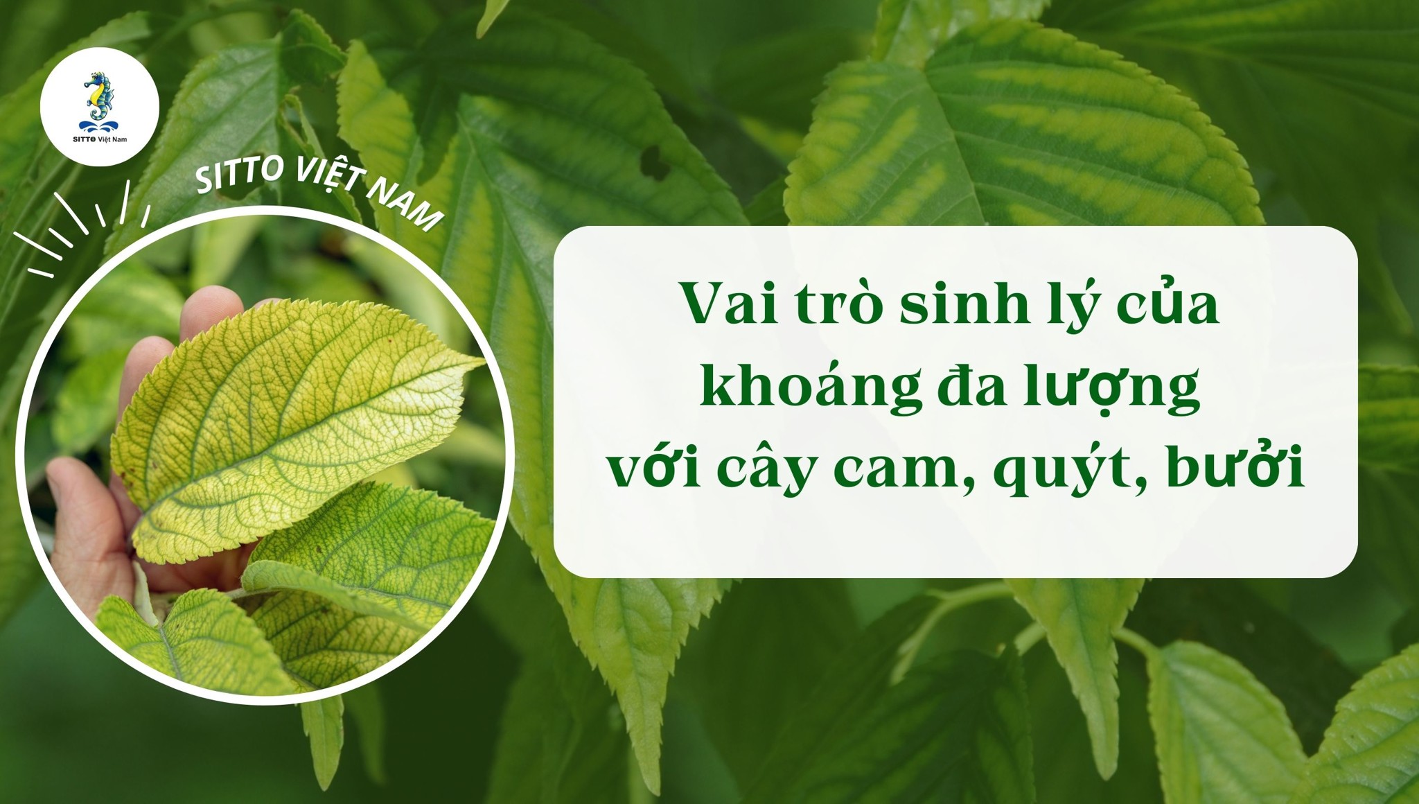 Vai trò sinh lý của khoáng đa lượng với cây cam, quýt, bưởi