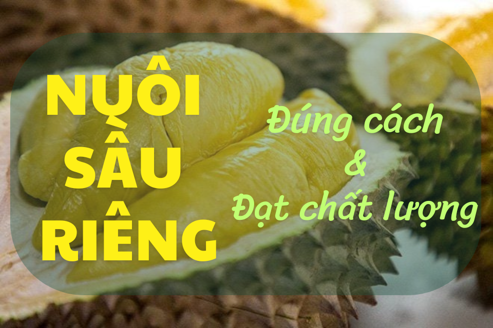 HIỂU ĐỂ NUÔI TRÁI SẦU RIÊNG ĐÚNG CÁCH VÀ ĐẠT CHẤT LƯỢNG