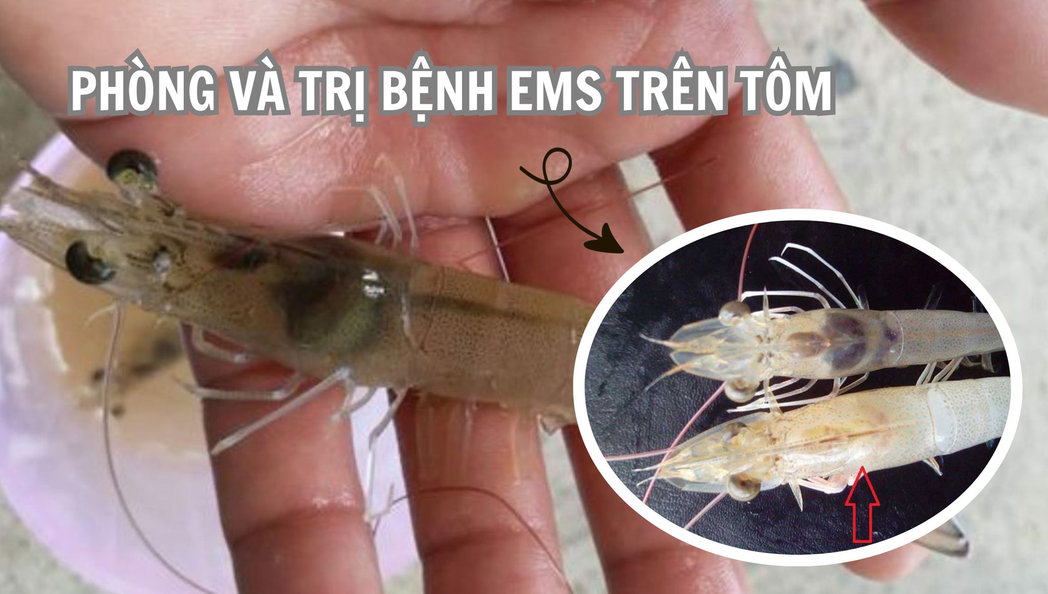 Phương pháp phòng và trị bệnh EMS trên tôm