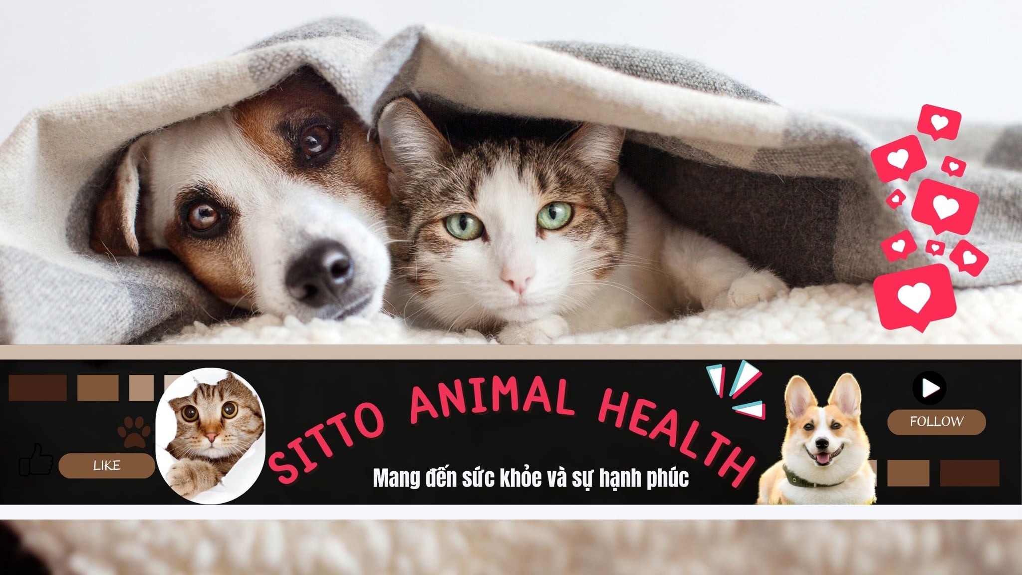Theo Dõi TikTok Sitto Animal Health - Nâng Tầm Chăm Sóc Thú Cưng Cùng Chuyên Gia!