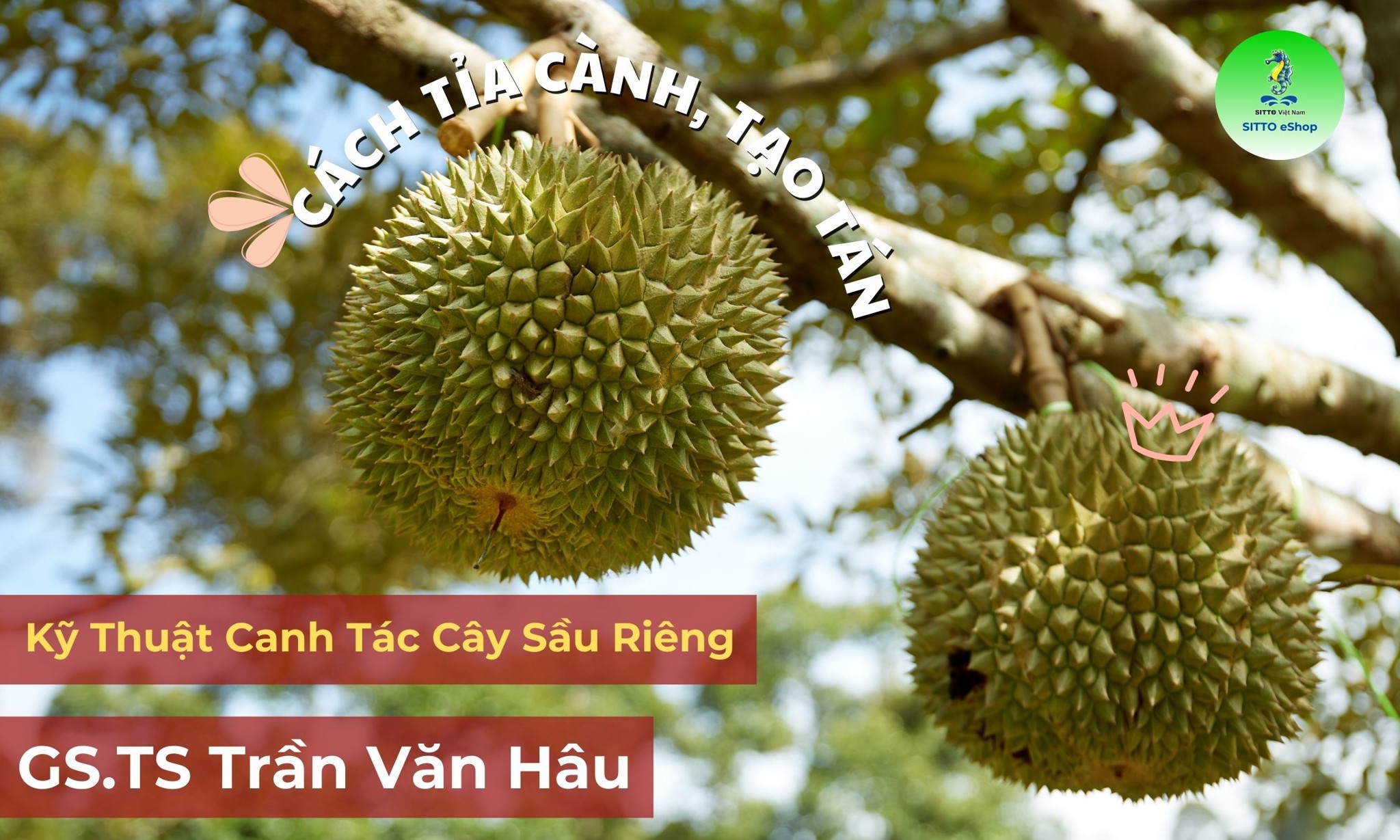 Kỹ Thuật Canh Tác Cây Sầu Riêng - Cách Tỉa Cành, Tạo Tán | SITTO eShop