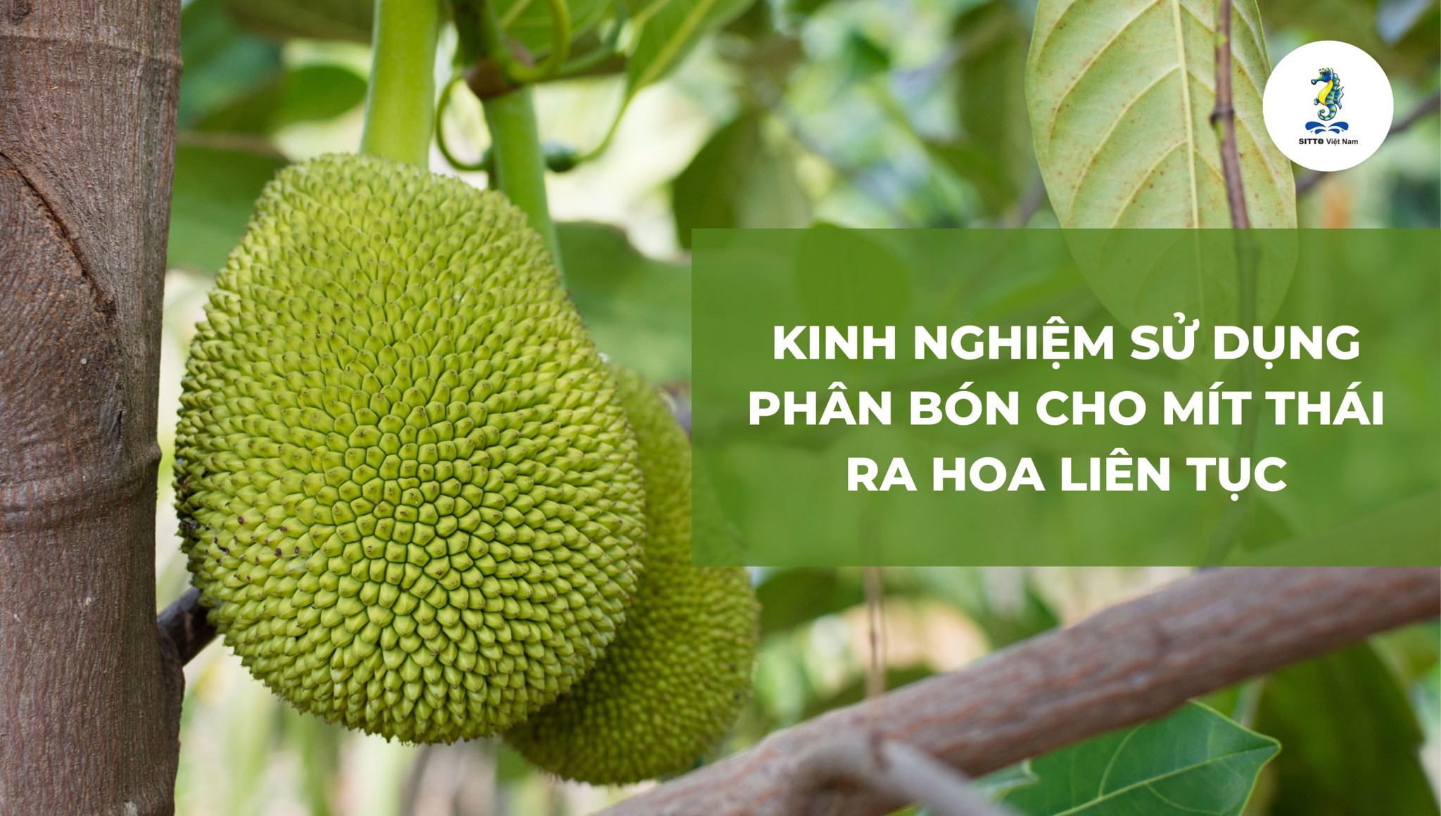 Kinh nghiệm sử dụng phân bón cho mít thái ra hoa liên tục