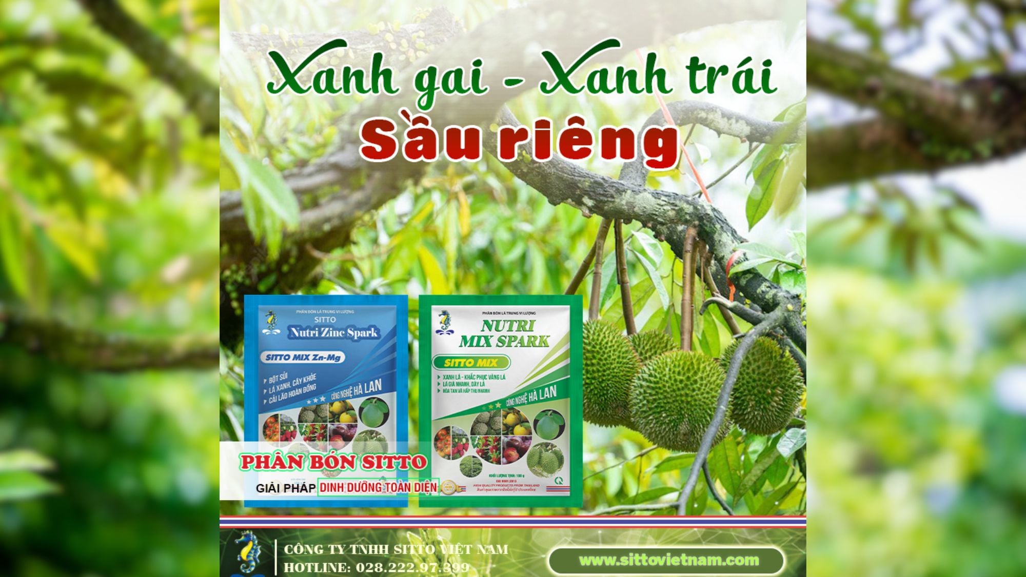 Bí quyết dưỡng xanh gai - xanh trái sầu riêng