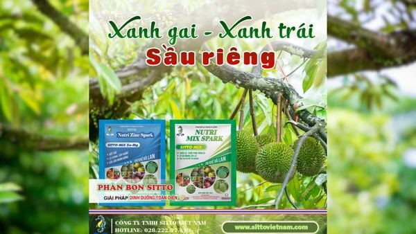 Bí quyết dưỡng xanh gai - xanh trái sầu riêng